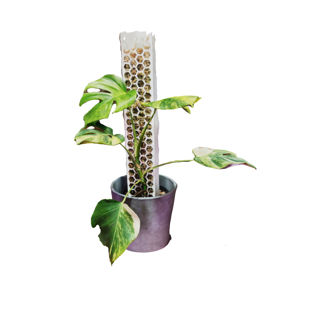 Monstera Deliciosa Aurea Alta Variegación - Mediana