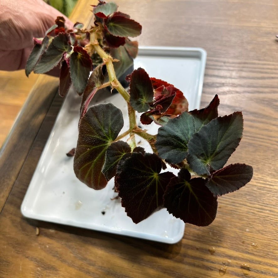 Reverted Begonia Withlacoochee