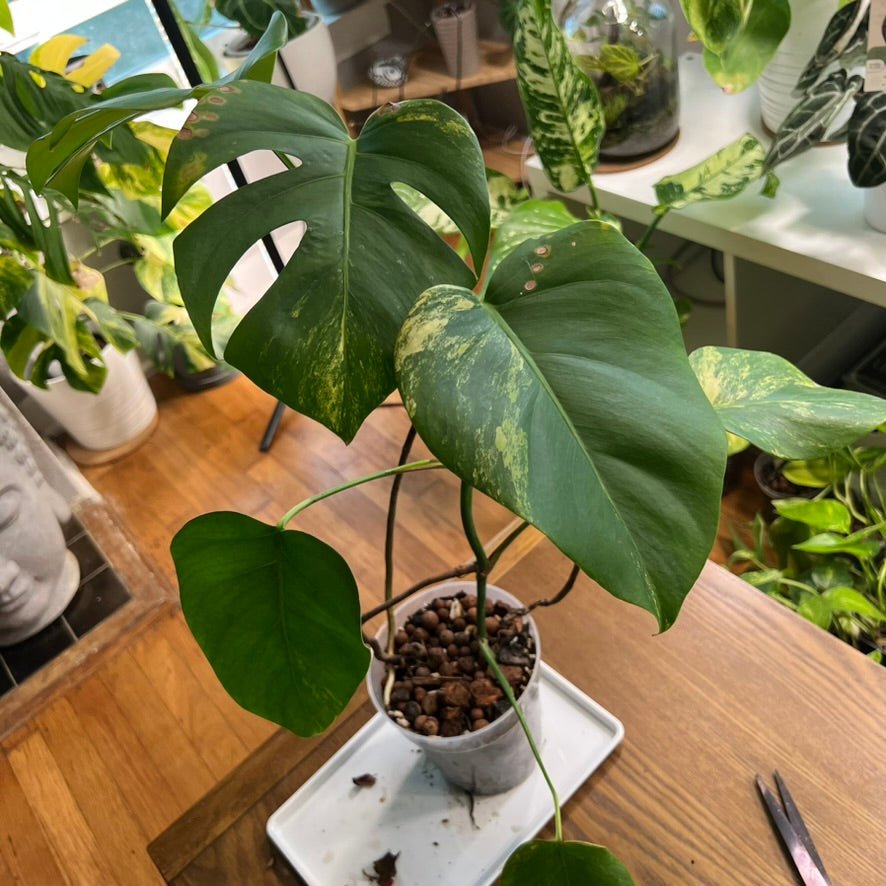 “Sampson” the Monstera Aurea