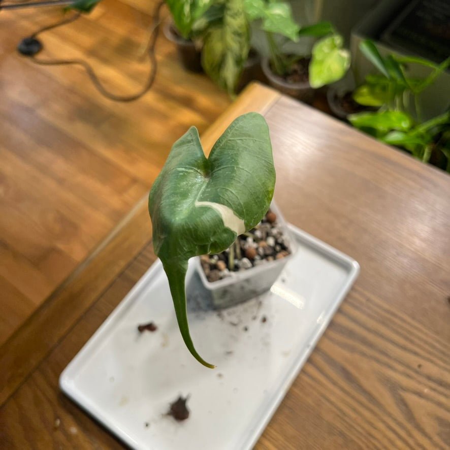 &quot;Sharky&quot; the Variegated Alocasia Stingray