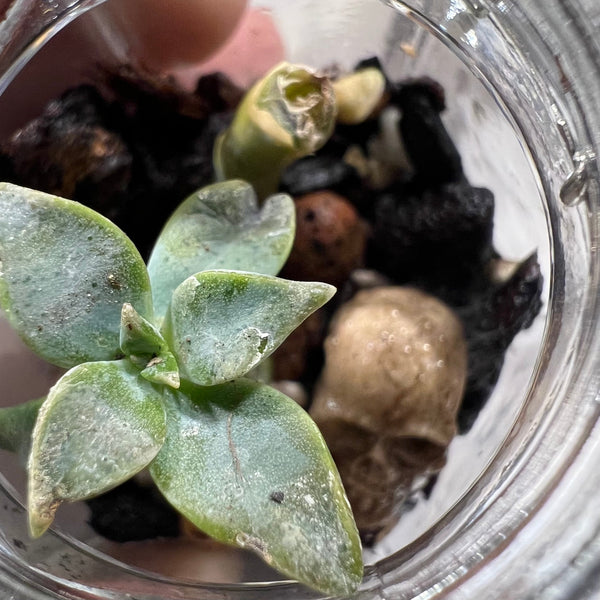 Tiny Ghost Terror-arium Kit