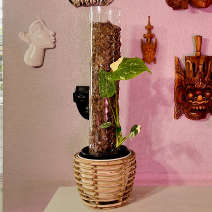 sphagnum moss pole monstera Sphagnum Moss Pole Wraps – PlantyTown