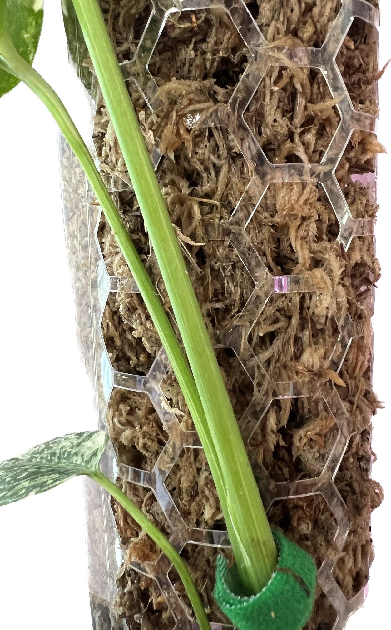 Sphagnum Moss Pole Wraps