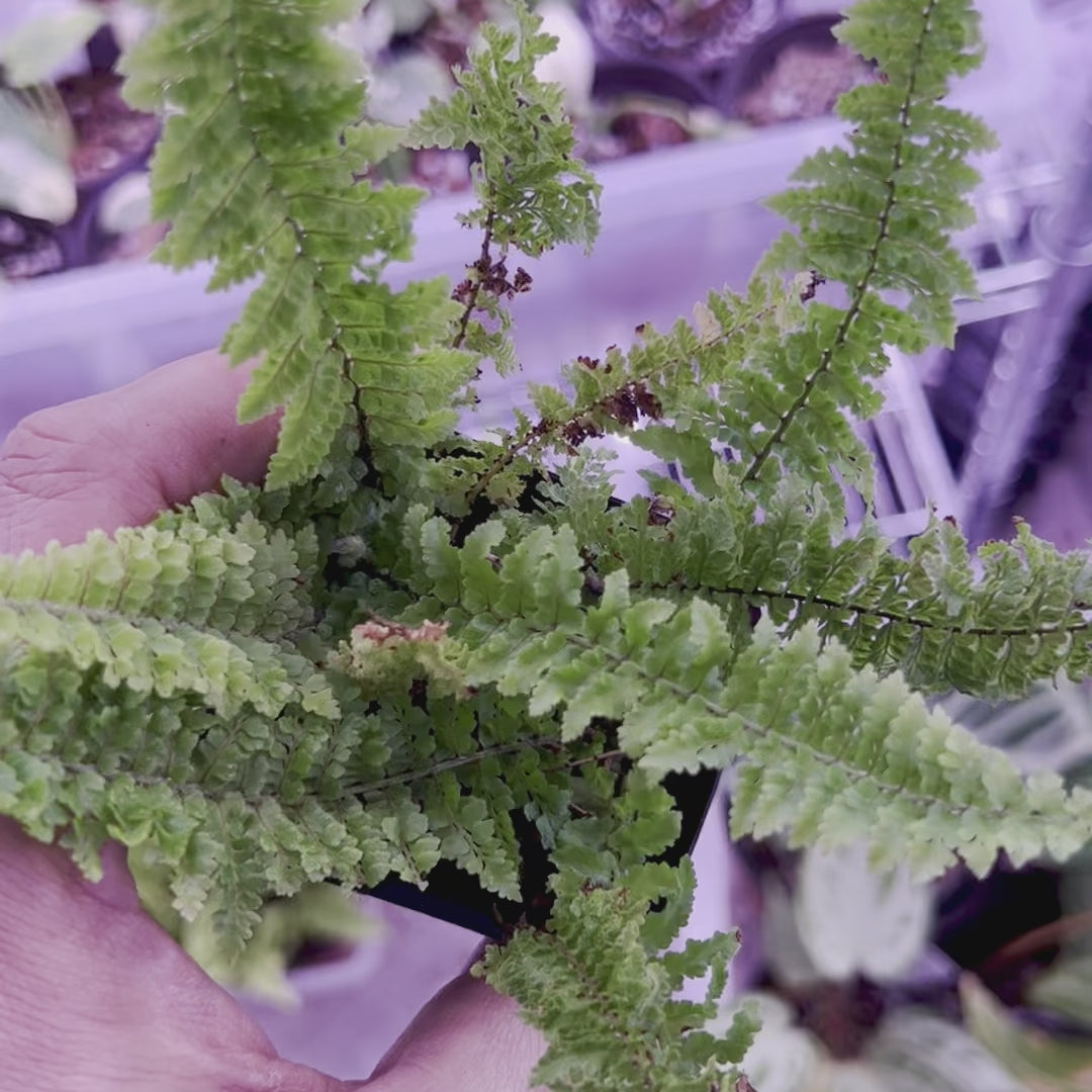 Cotton Candy Fern - Starter