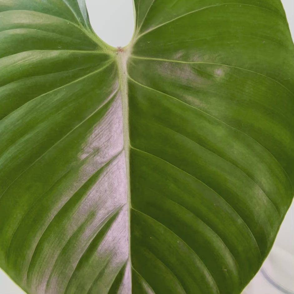 Philodendron Lynamii - Large
