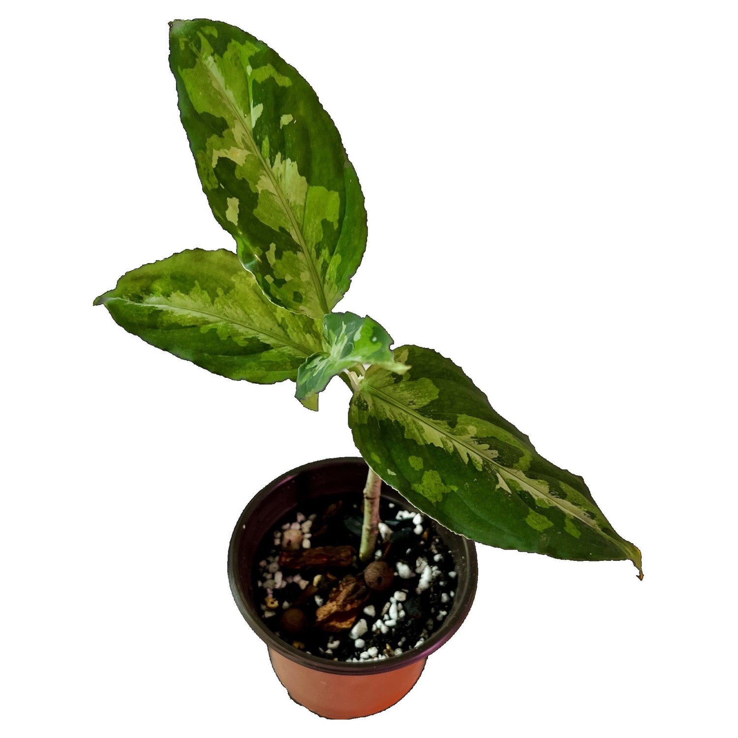 Aglaonema Pictum Tricolor in 4&quot; pot