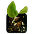 Aglaonema Pictum Tricolor in 2" pot