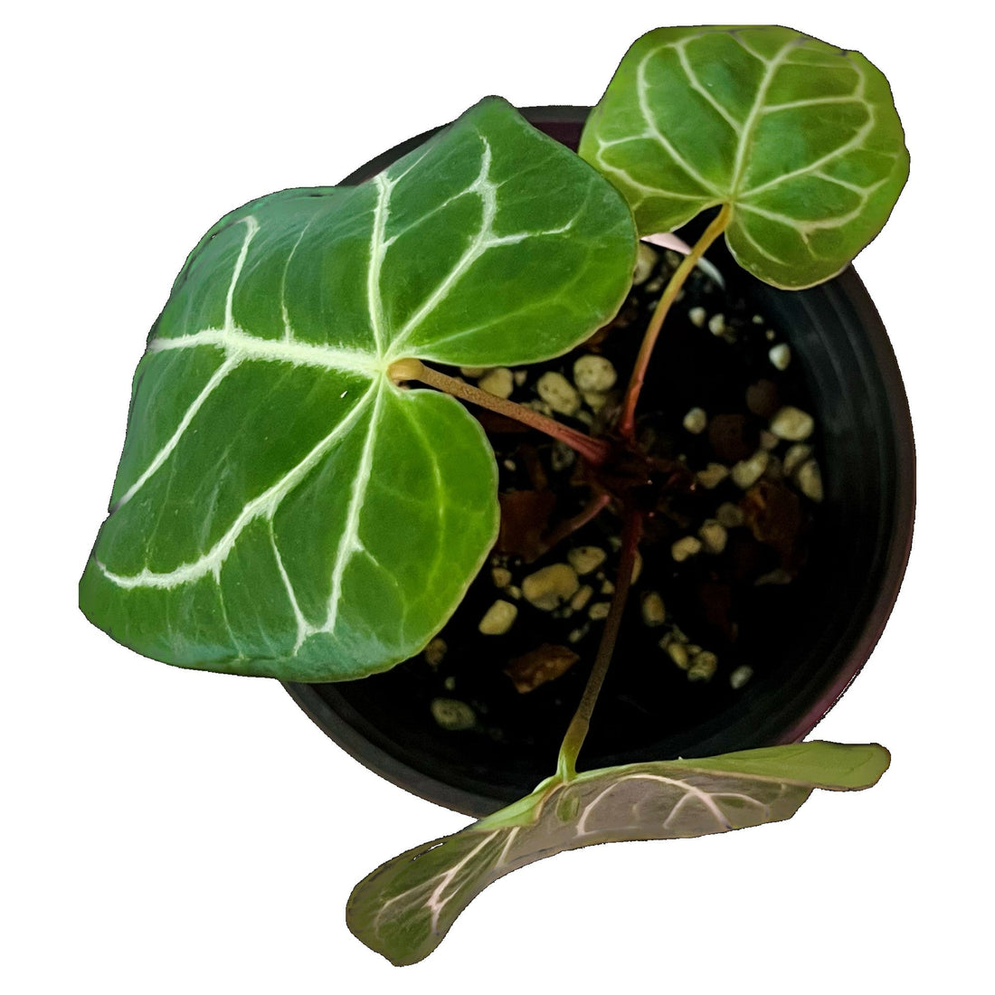 Anthurium Crystallinum in 6" pot