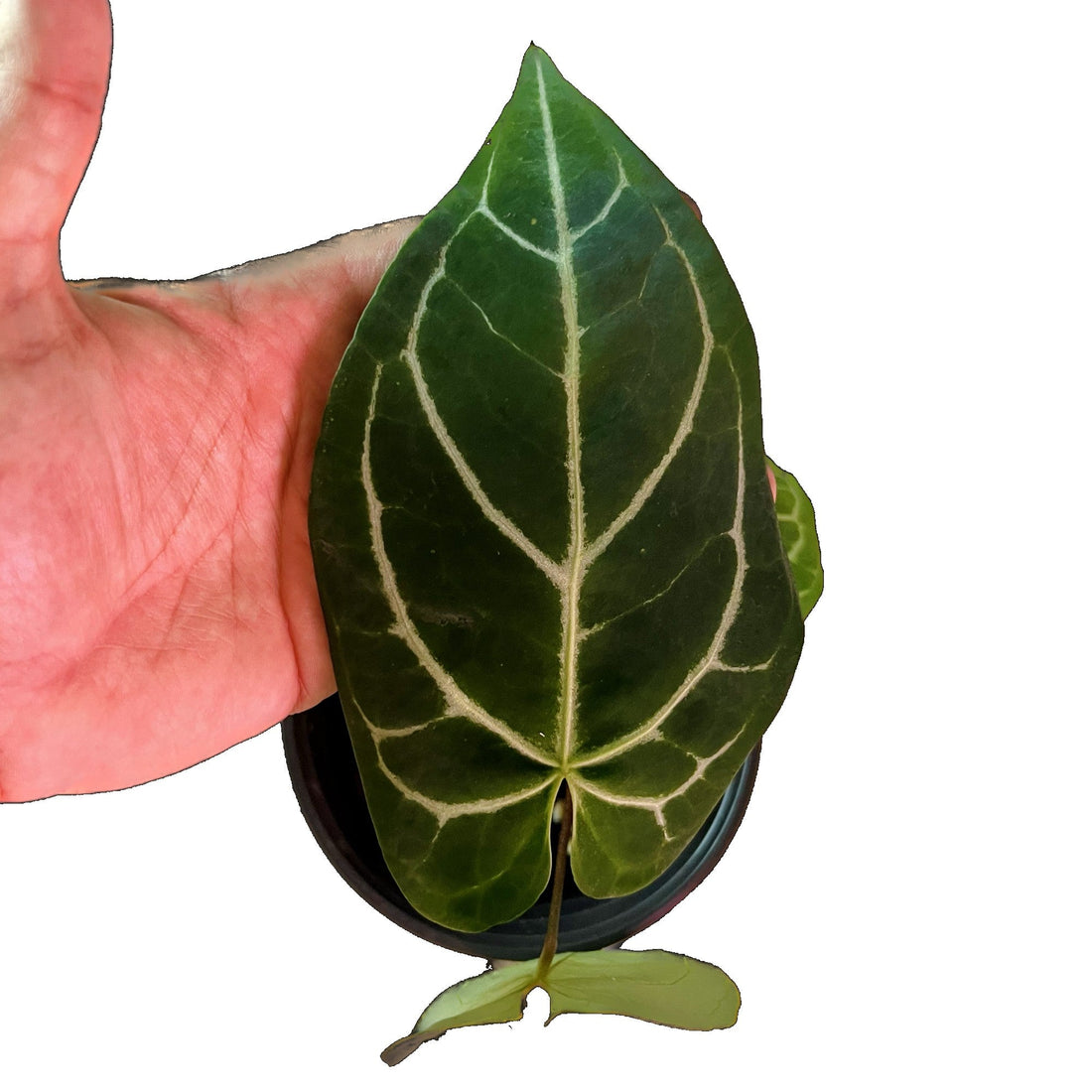 Anthurium Crystallinum in 6" pot