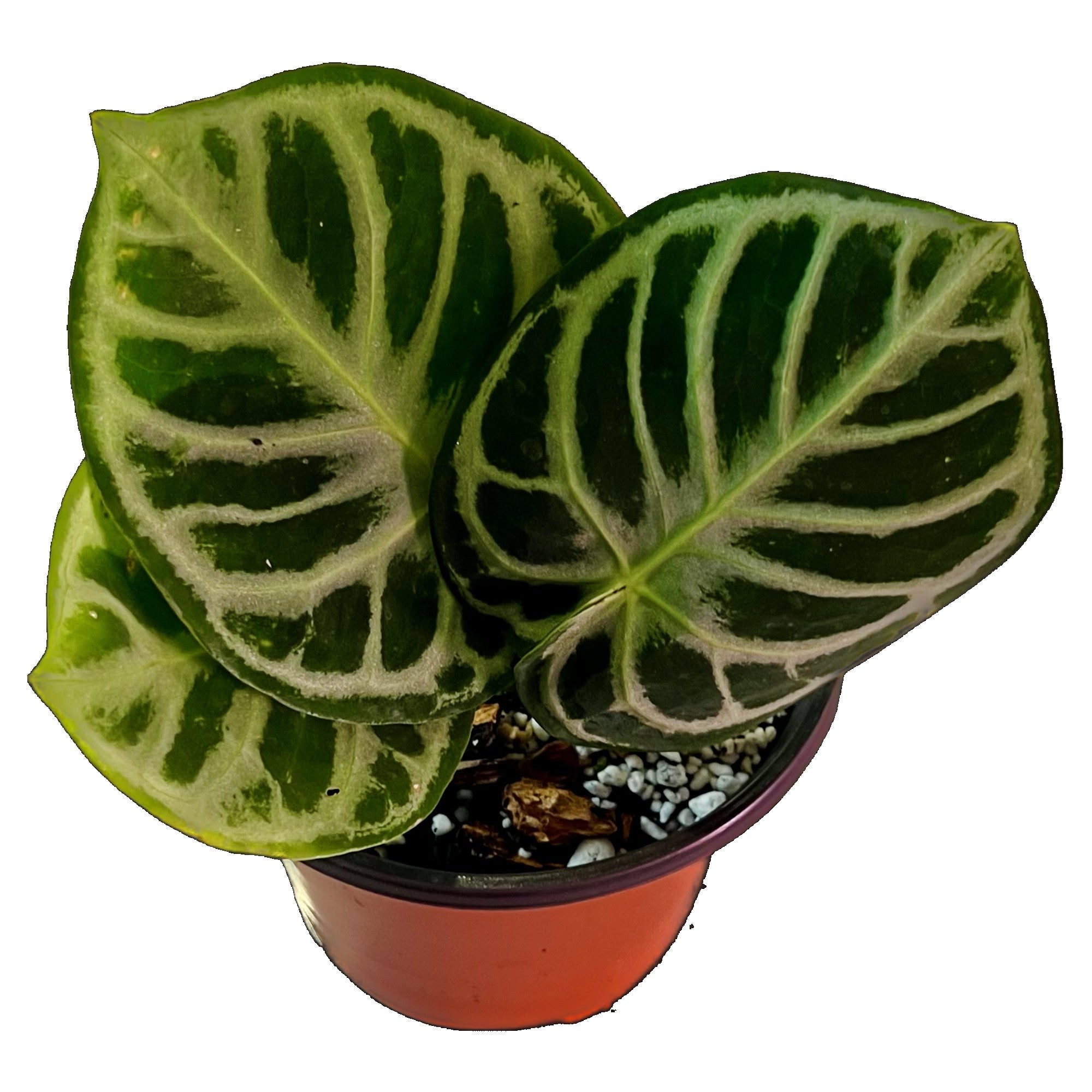 Anthurium Dorayaki in 6&quot; pot