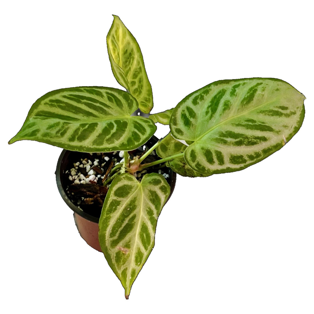 Anthurium Dorayaki Silver in 4" pot