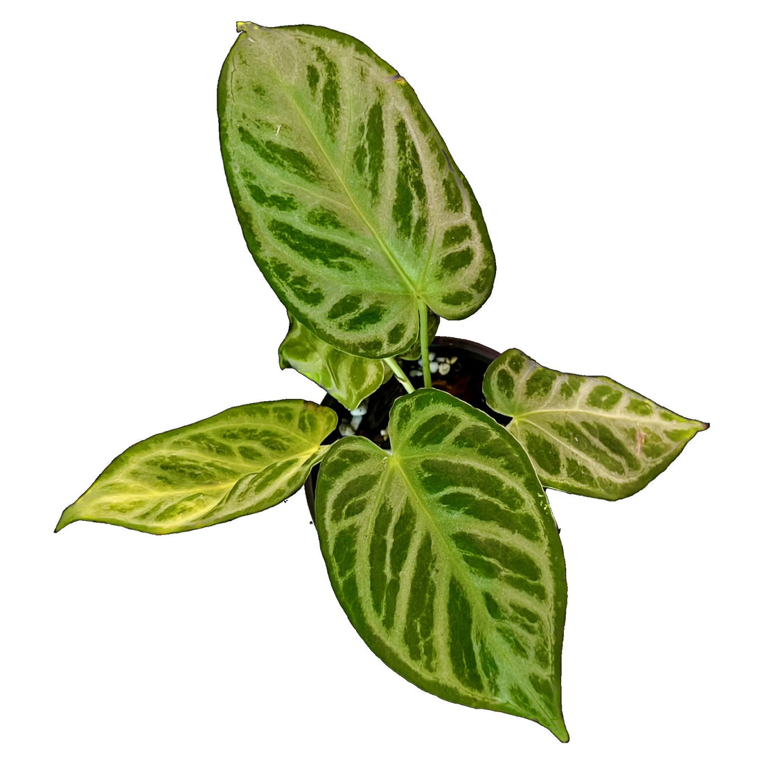 Anthurium Dorayaki Silver in 4" pot