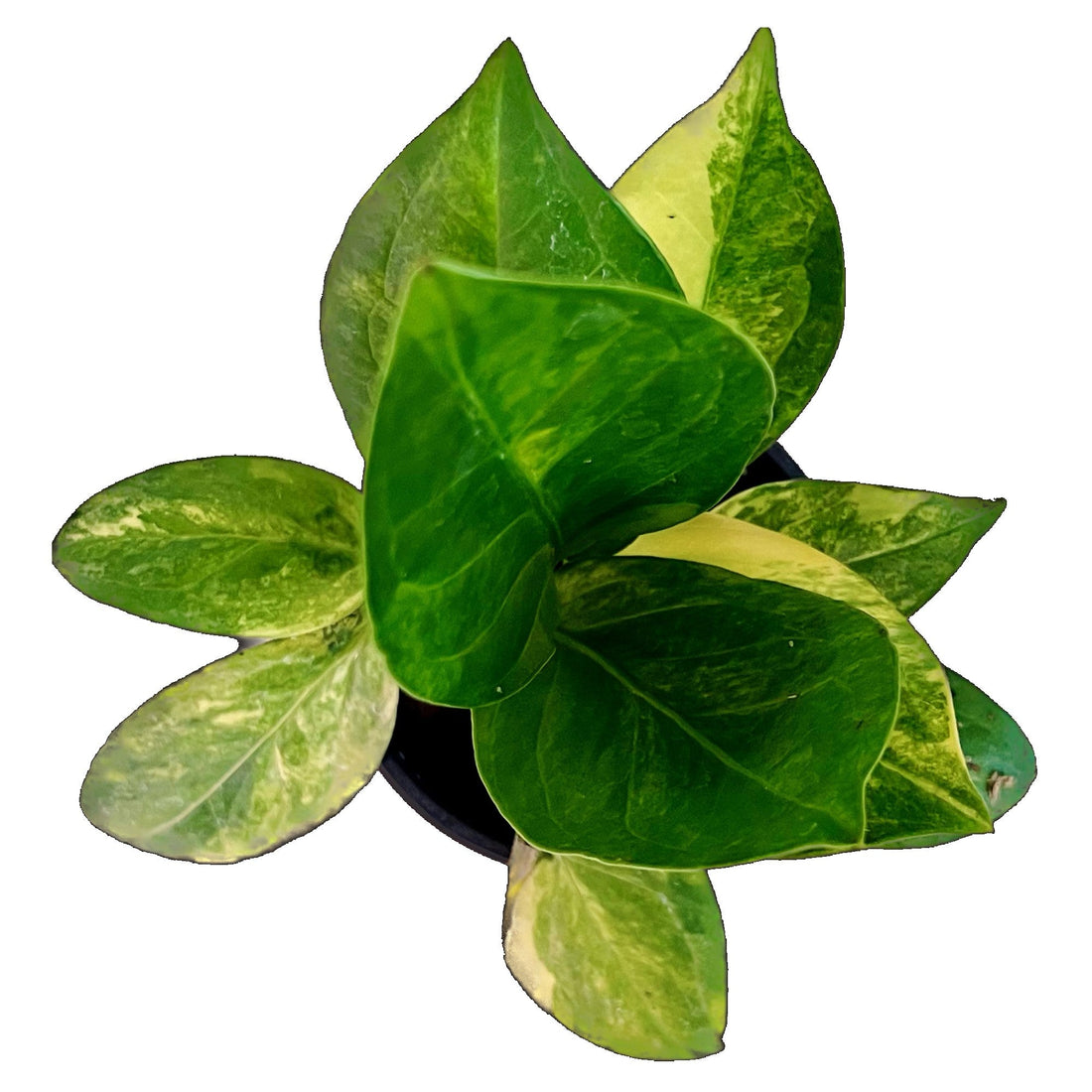 Anthurium Jenmanii Variegated in 4" pot