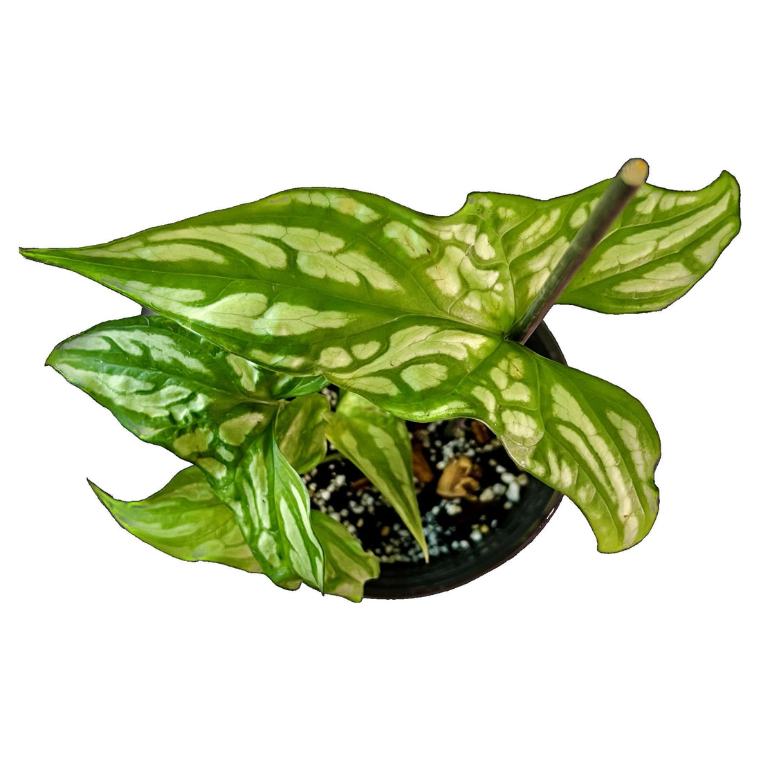 Cercestis Mirabilis in 6" pot