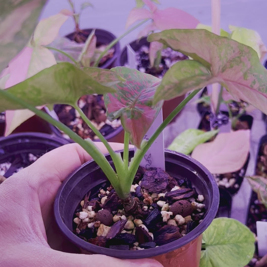 Salpicadura rosa Syngonium - Pequeña