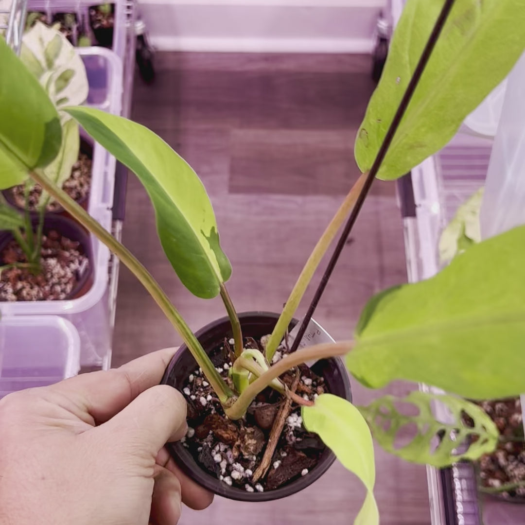 Philodendron Thai Sunrise - Pequeño