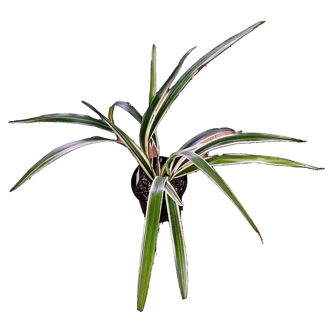Flax Lily Variegated - Extra Large