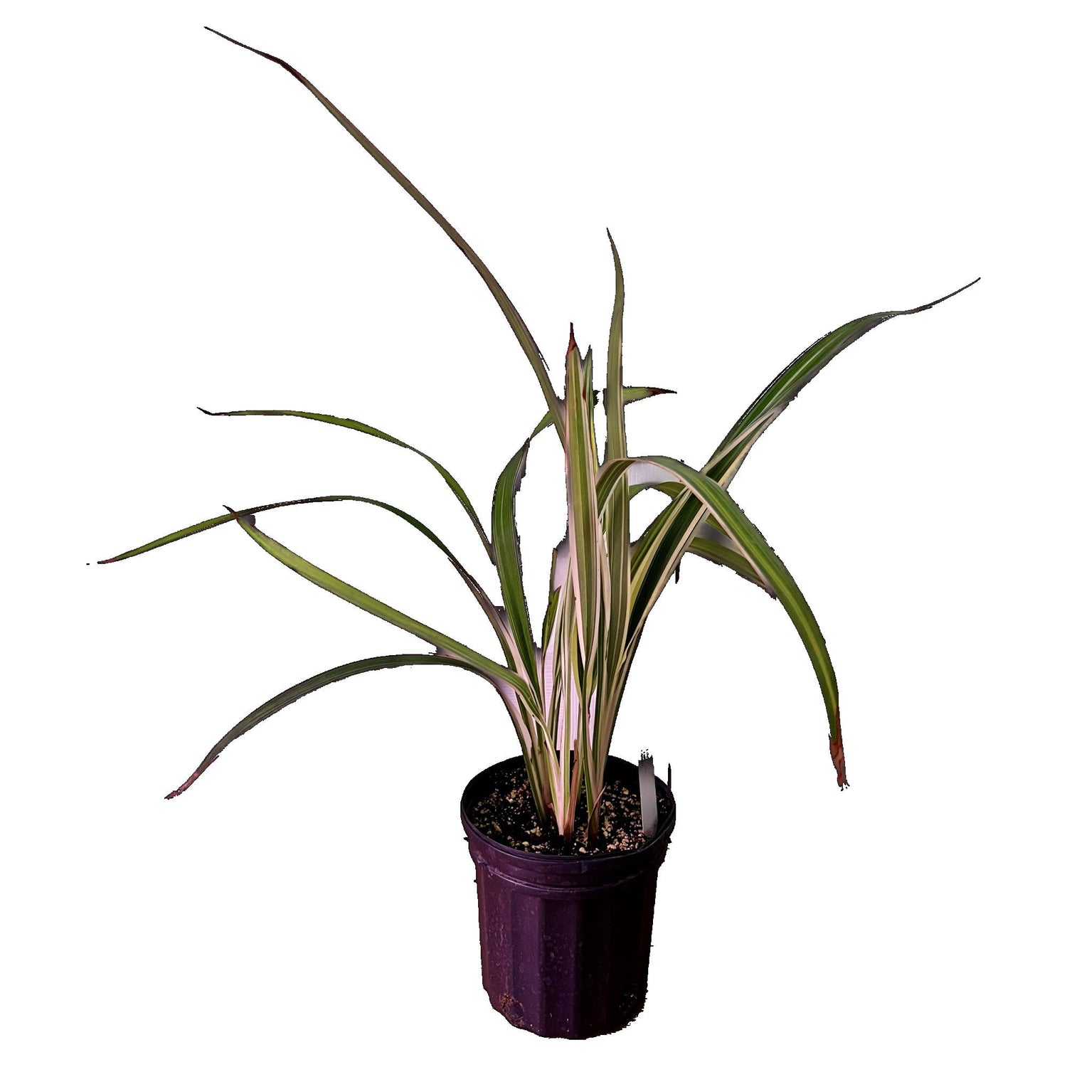 Flax Lily Variegated - Extra Large