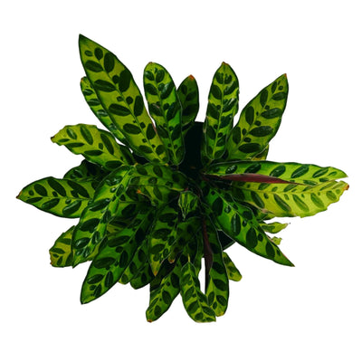 Goeppertia Insignis (planta de serpiente de cascabel) - Mediana