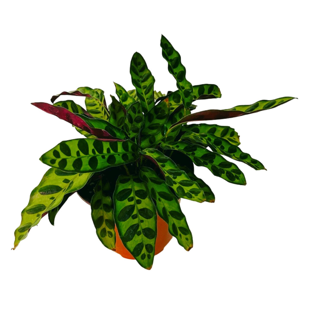 Goeppertia Insignis (Rattlesnake Plant) in 6&quot; pot