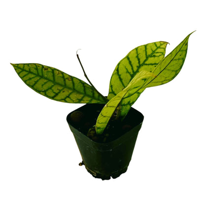 Hoya Callistophylla in 2&quot; pot