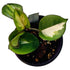 Hoya Exotica in 4" pot