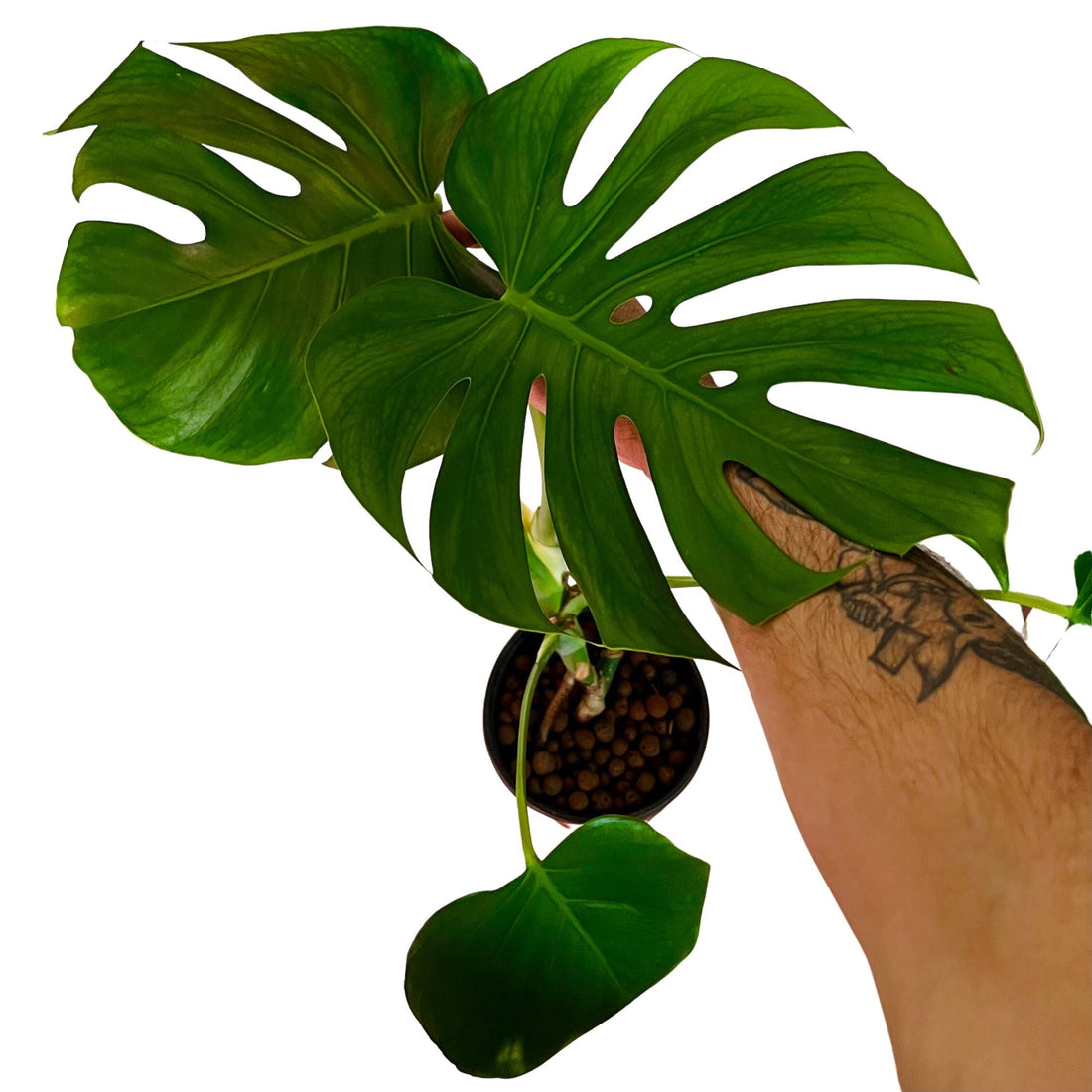 Monstera Deliciosa in 6" pot