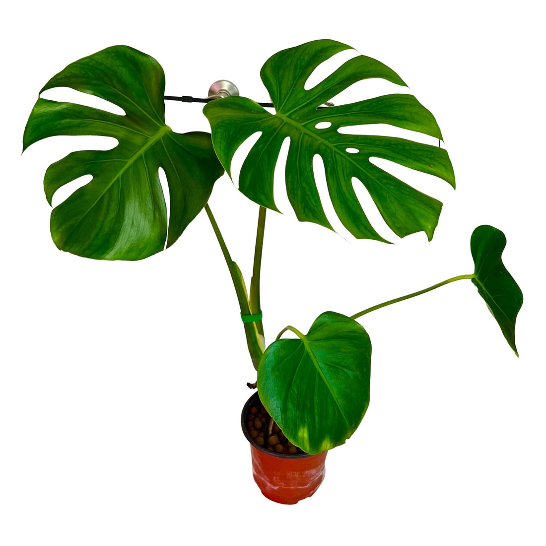 Monstera Deliciosa in 6" pot