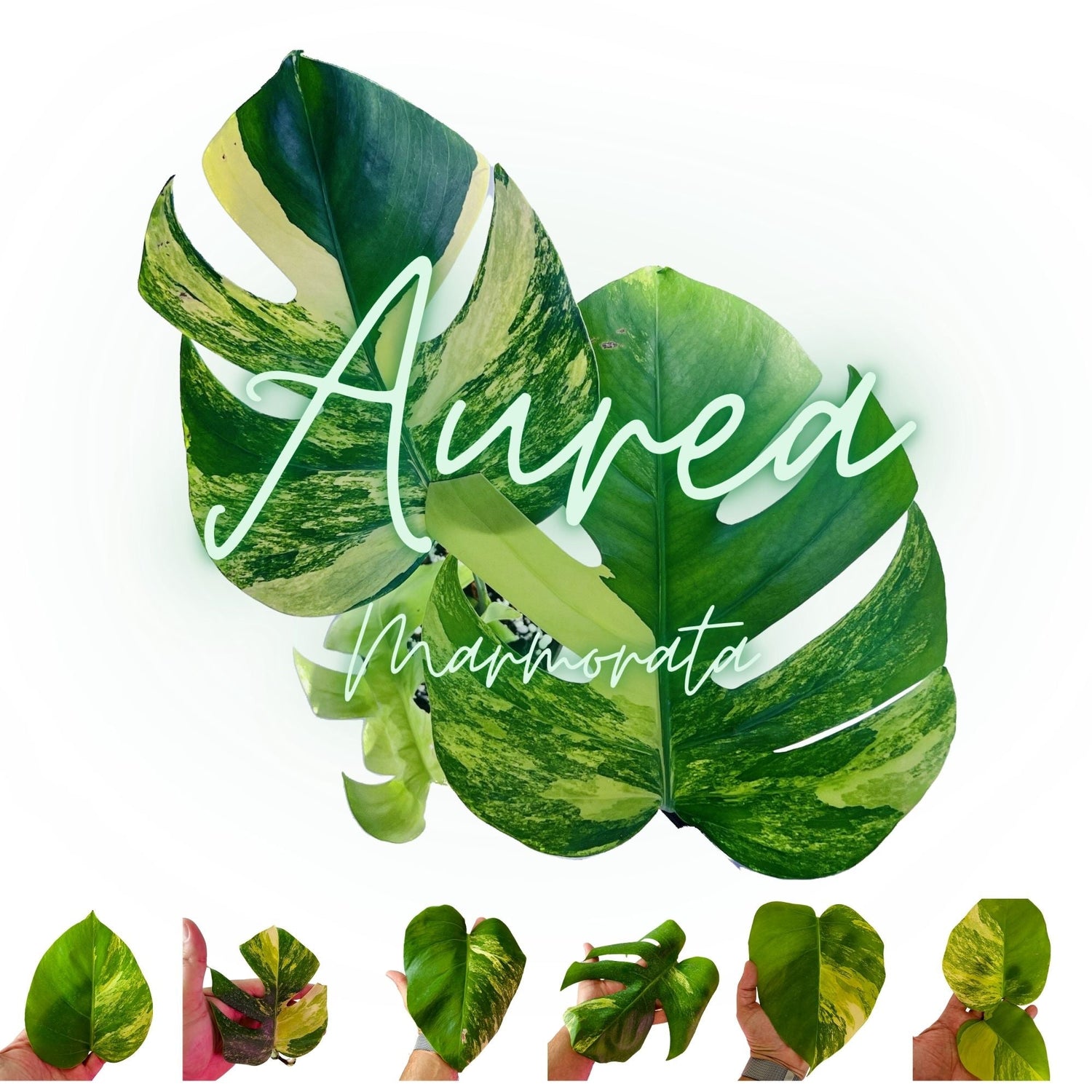 Monstera Deliciosa Aurea - Rooted Cuttings