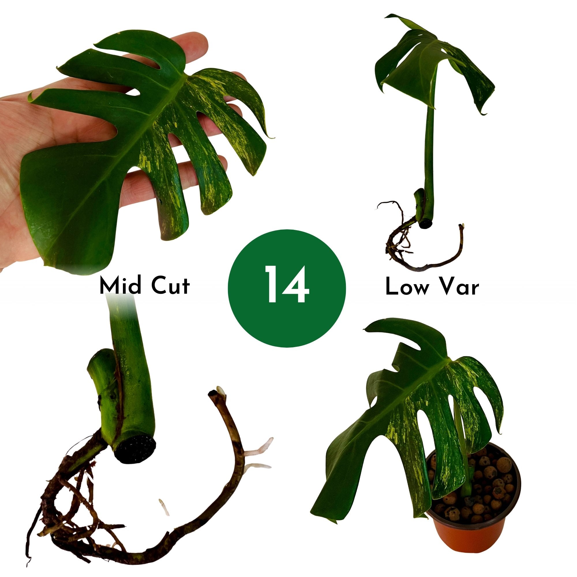 Monstera Deliciosa Aurea - Rooted Cuttings