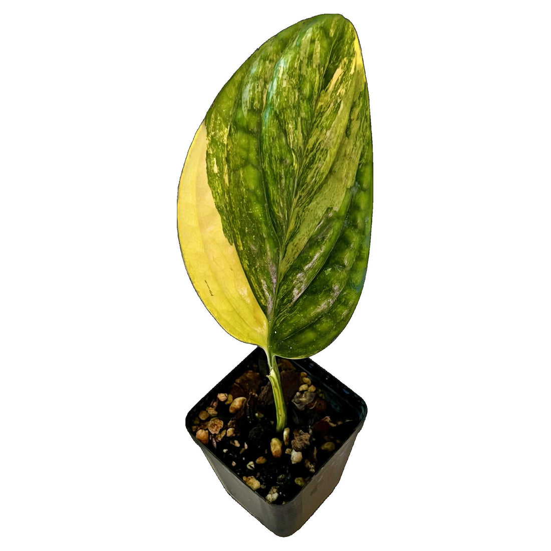 Monstera Peru Karstenianum Variegated in 2" pot