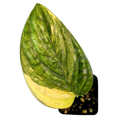Monstera Perú Karstenianum Variegated - Inicial