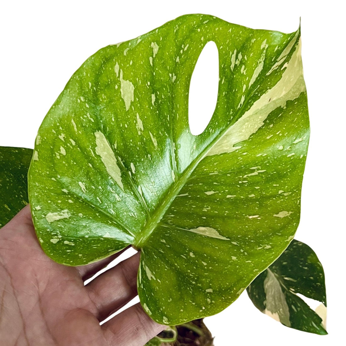 Monstera Thai Constellation in 6" pot