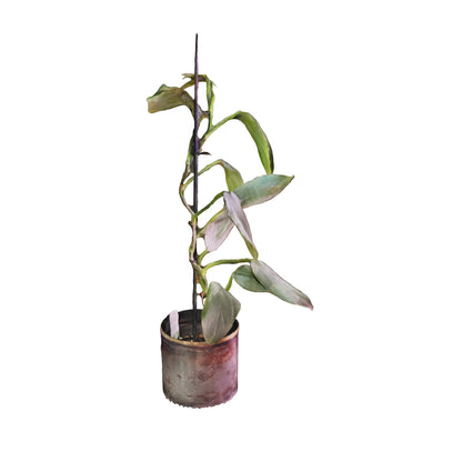 Philodendron Silver Sword - Small