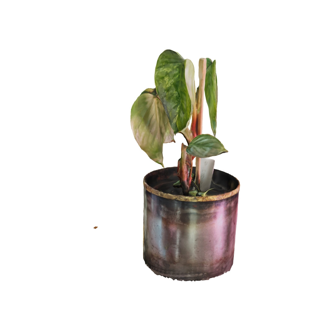 Philodendron Sodiroi Abigarrado - Pequeño