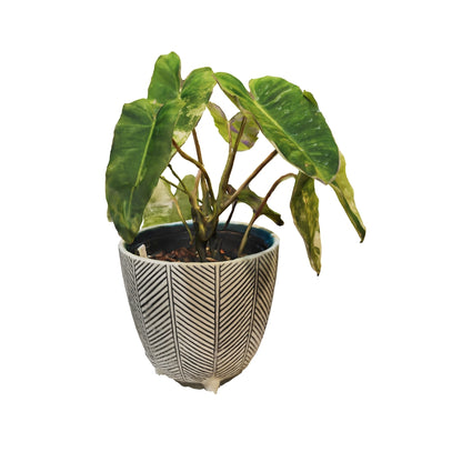 Philodendron Burle Marx Variegated - Medium