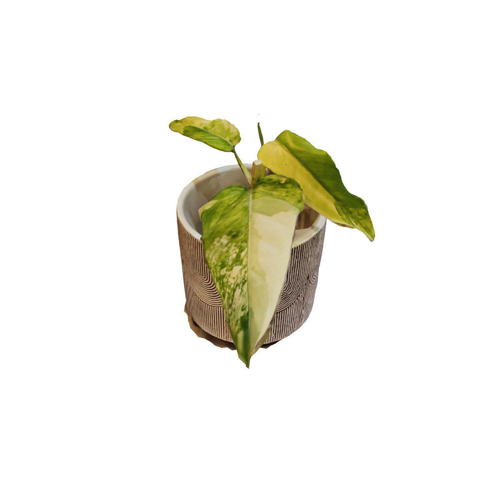 Philodendron Domesticum Variegated - Pequeño