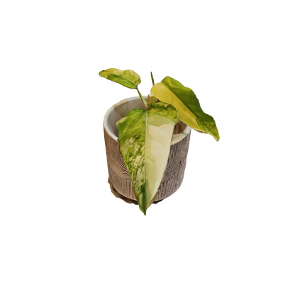 Philodendron Domesticum Variegated - Pequeño