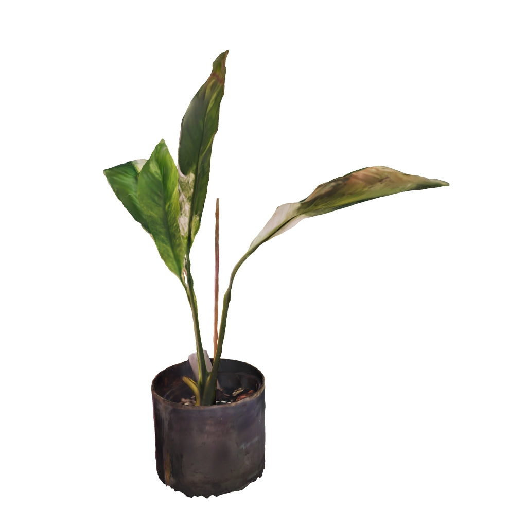 Peace Lily Variegated - Small
