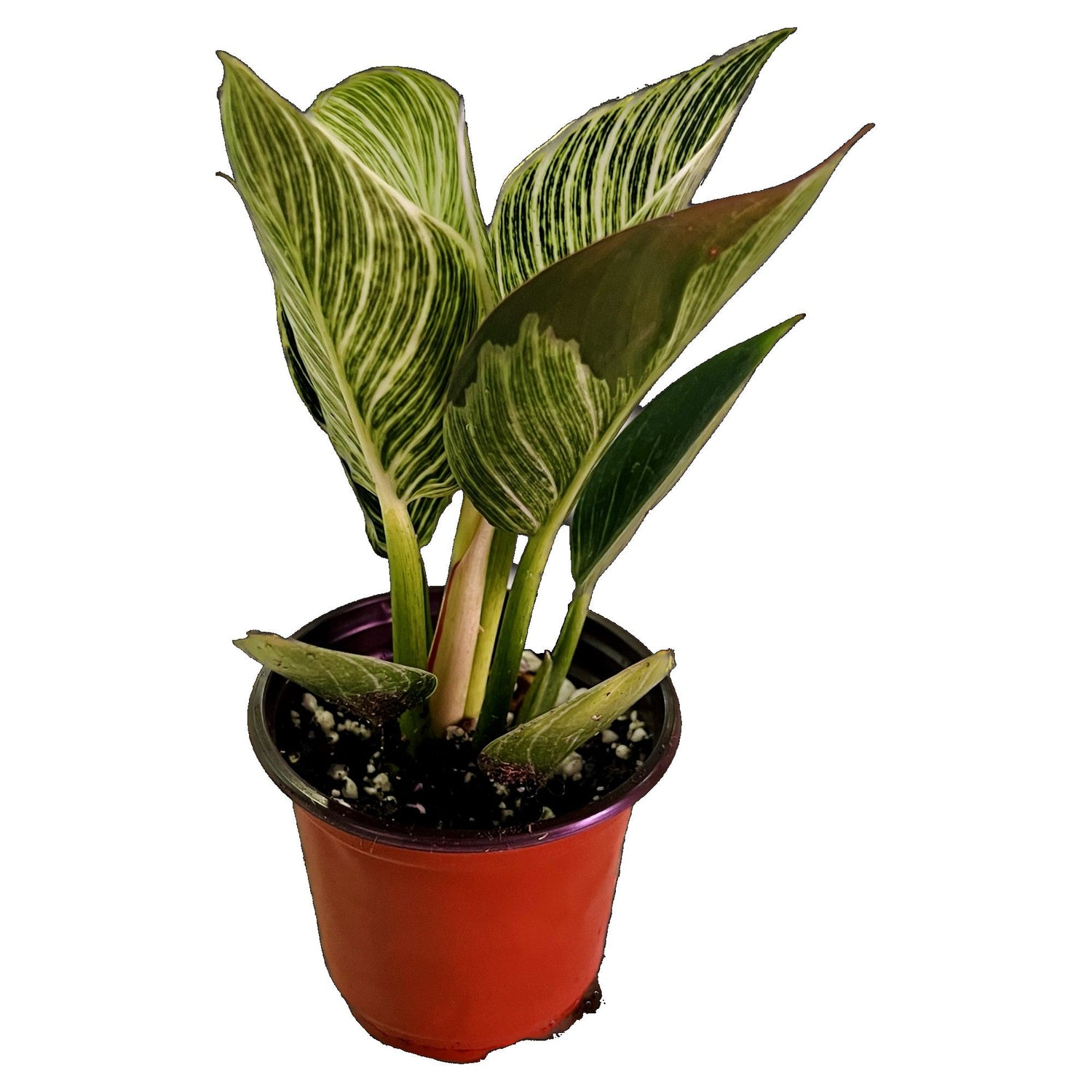 Philodendron Birkin in 4&quot; pot