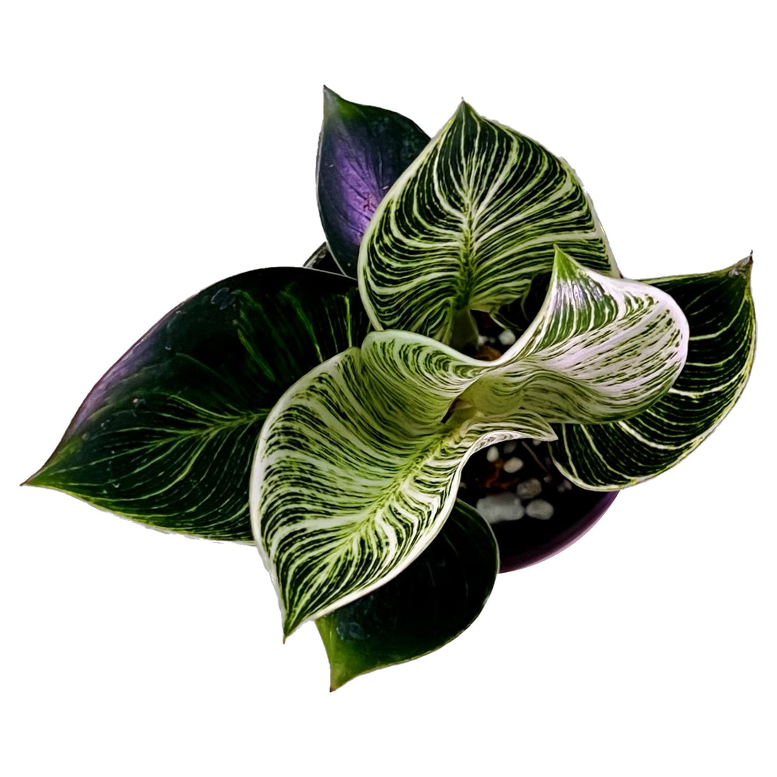 Philodendron Birkin in 4" pot