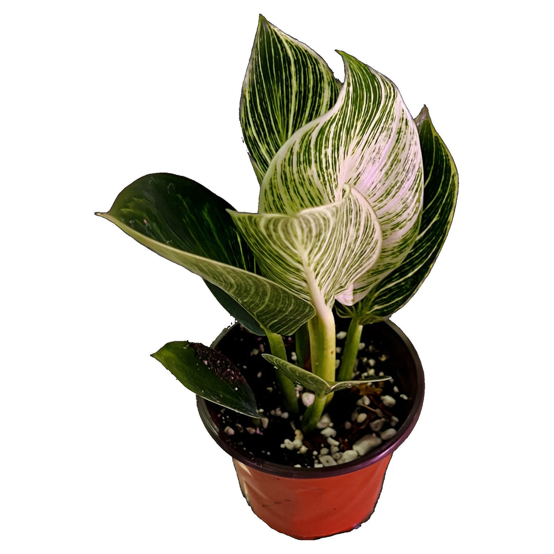 Philodendron Birkin in 4" pot