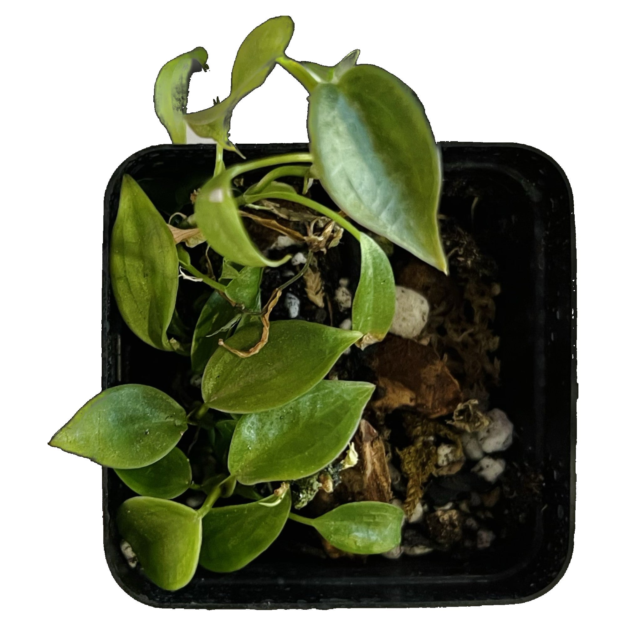 Philodendron Brandtianum in 2&quot; pot