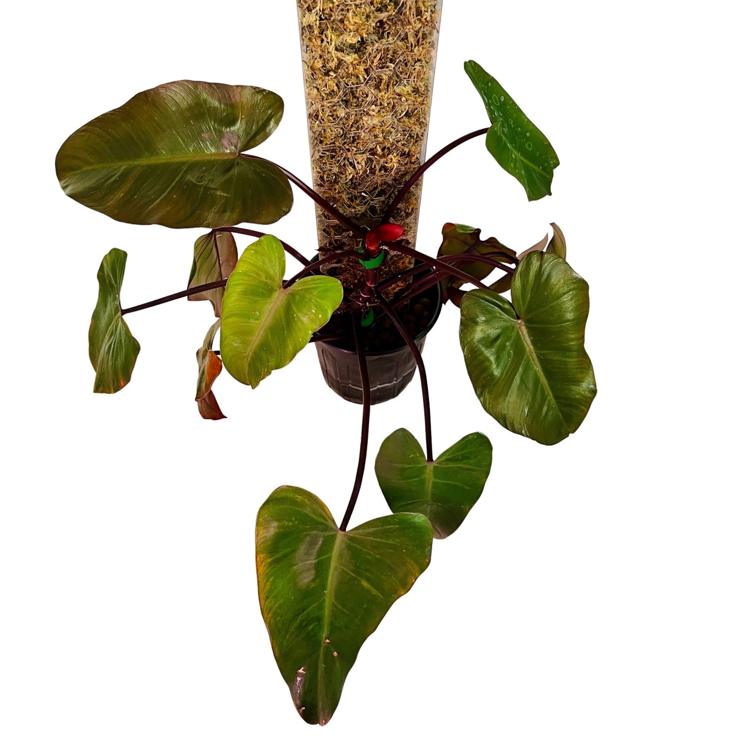 Philodendron Dark Lord - Large with Moss Pole