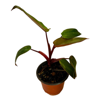 Philodendron Dark Lord in 4&quot; pot