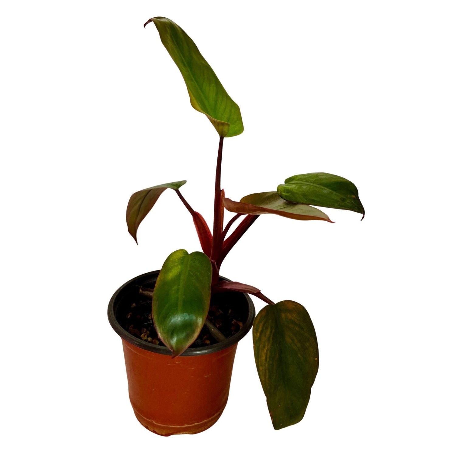 Philodendron Dark Lord in 4" pot