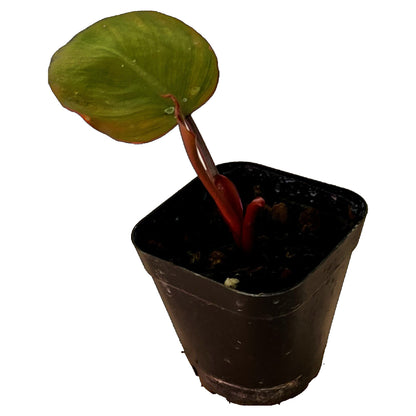Philodendron Dark Lord in 2&quot; pot
