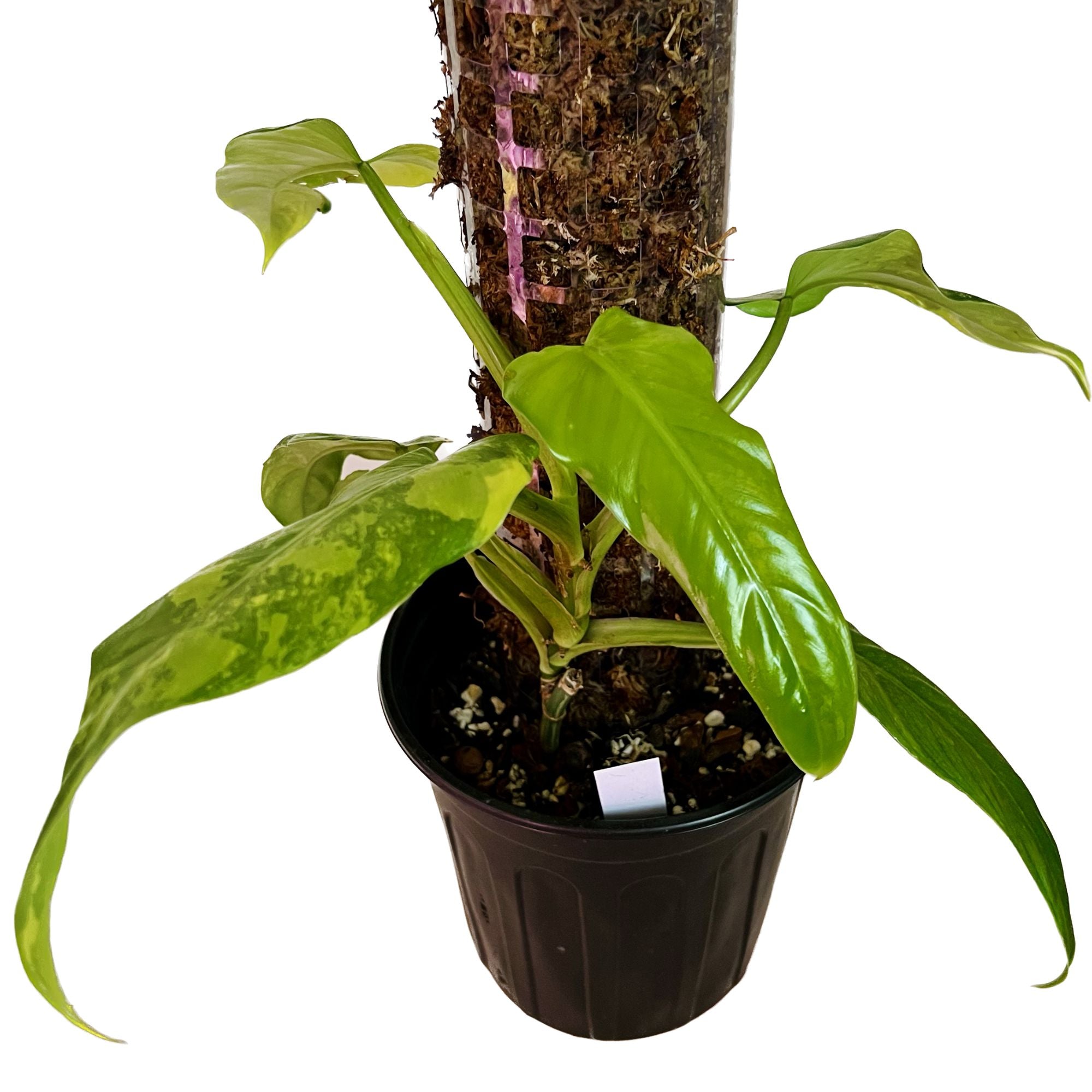 Philodendron Domesticum Variegated in 1/2 Gallon pot with Moss Pole