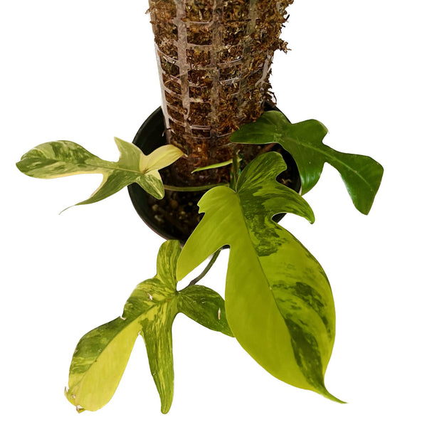 Philodendron Florida Beauty - Large with Moss Pole