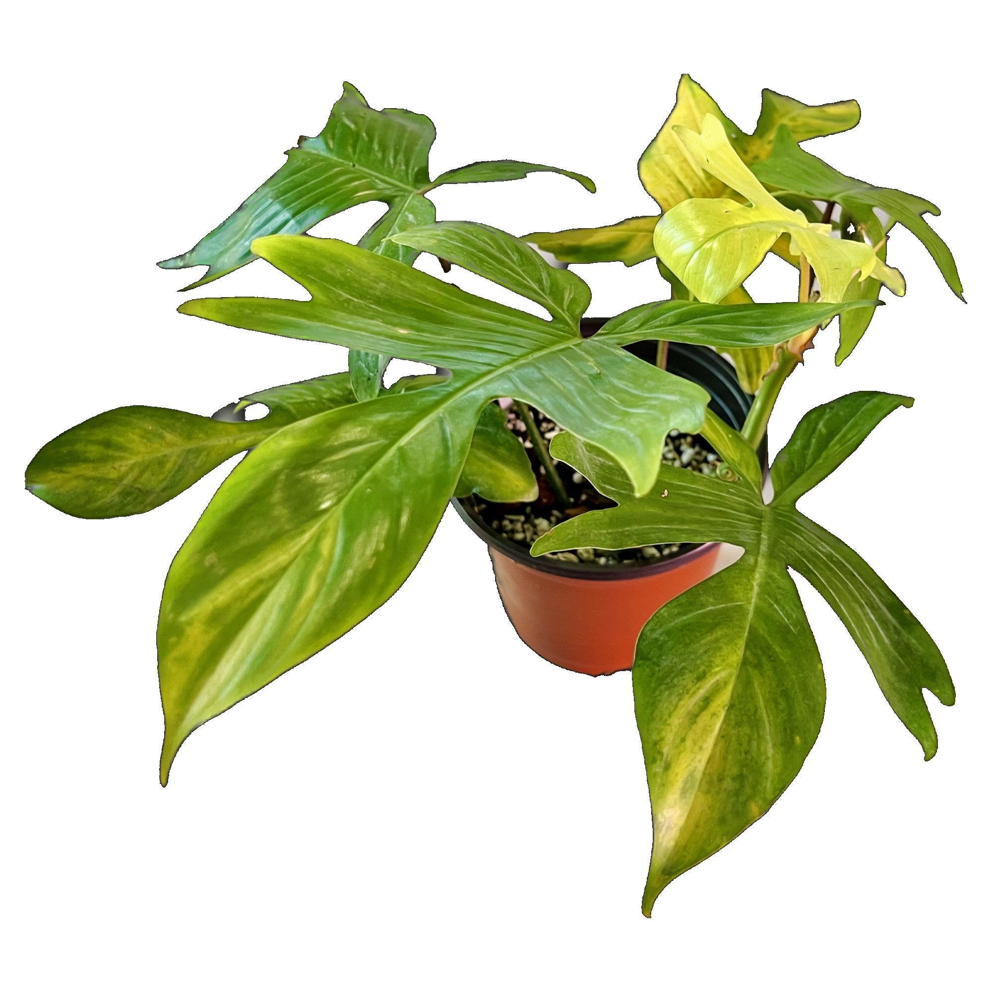 Philodendron Florida Ghost in 1/2 Gallon pot
